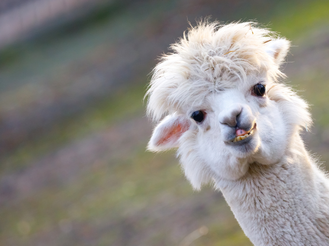 Alpaca: Living Conditions and Breeding Features